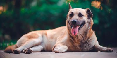 dog with its tongue out lying down outside