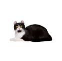 American Curl cat