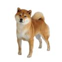 Shiba Inu