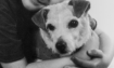 Bingo - 2010 Inductee