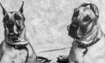 Brigitte and Bambi - 1997 Inductee