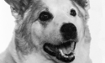 Chance - 2010 Inductee