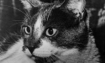 Patches - 1973 Inductee