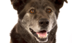 Rocky - 2014 Inductee