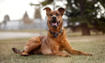 Rosco - 2019 Inductee
