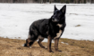 Shelby - 2019 Inductee