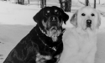Tara and Tiree - 1996 Inductee