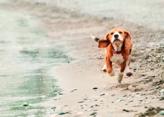 chien courant sur la plage