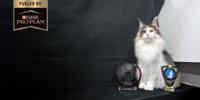 cat with a pro plan logo