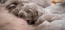 Chiots buvant du lait