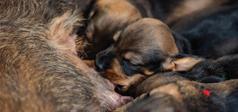 Chiot buvant du lait maternel