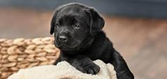 Chiot dans un panier