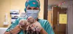 vétérinaire tenant des chiots
