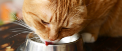 An orange cat licking its food bowl