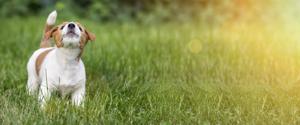 A small dog barking