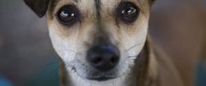 Brown dog looking at the camera