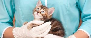 A kitten being held by a veterinarian