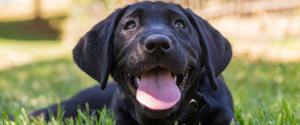 A black puppy laying in the grass