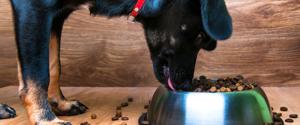 A dog eating kibble from a bowl