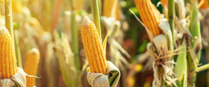 Corn growing in a field
