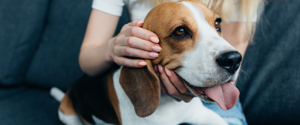 A dog being petted