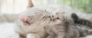 Cat licking a kitten