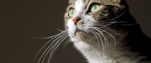 Cat with long whiskers