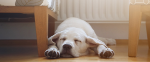 Labrador Retriever sleeping