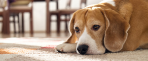 Senior dog laying on the ground