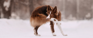 Border Collie catching his own tail while outdoors