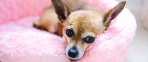 Chihuahua laying in pink bed