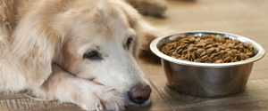 A dog laying beside a food bowl filled with kibble
