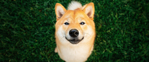 A Shiba Inu sitting in the grass