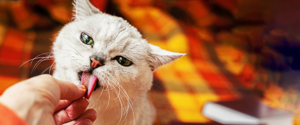 Grey cat licking its owner's hand