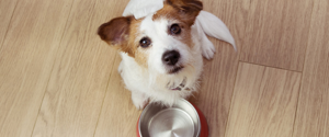 A dog looking up at the camera beside an empty food bowl