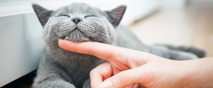 A grey cat being petted under the chin