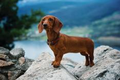 Dachshund on a rock
