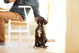Chiot assis sur le sol