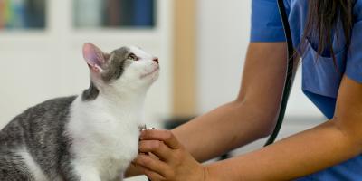 cat in veterinarian