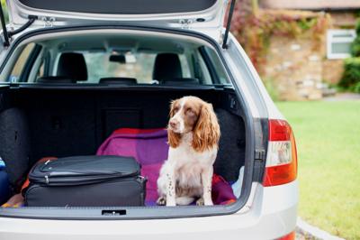 Dog next to luggage in the car