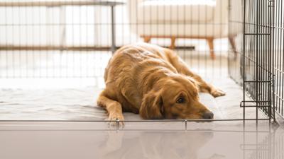 chien couché dans une caisse