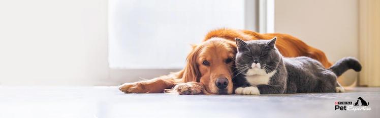 Cat and Dogs Article Homepage Image