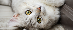 Light grey cat with green eyes laying on its back