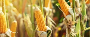 Corn growing in a field