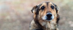 A brown dog looking at the camera