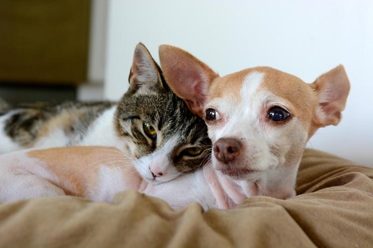 cat and dog lying on a couch
