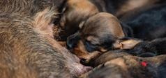 Chiot buvant du lait maternel