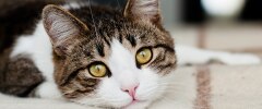 A tabby cat looking at the camera