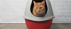 An orange cat sitting in a litter box
