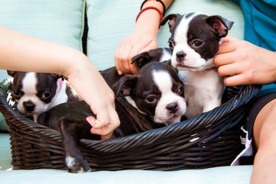 Three puppies in a basket